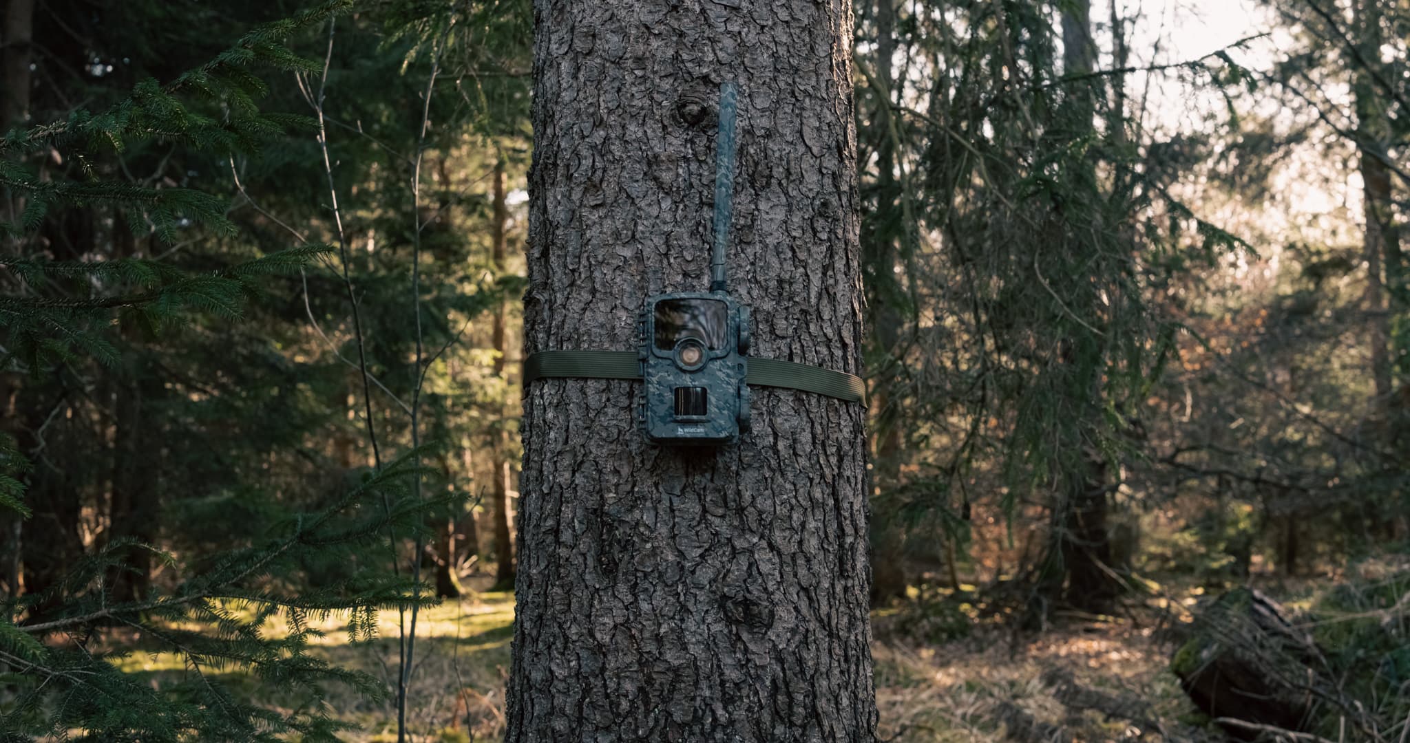 WildCam strapped to a tree in late afternoon backlit forest light