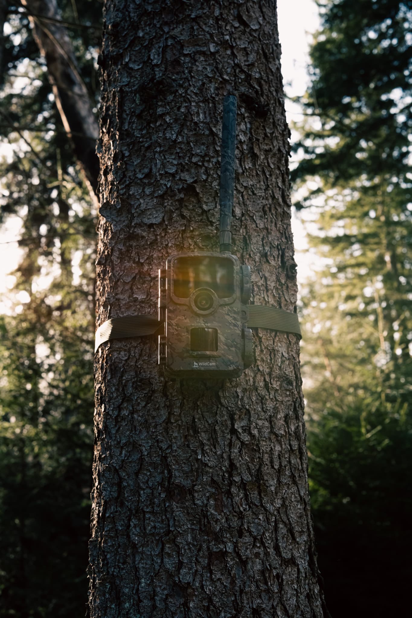 WildCam mounted on a tree trunk in evening light