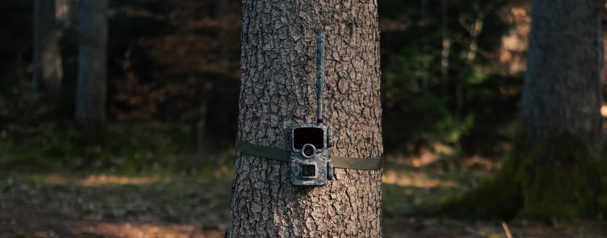 WildCam mounted on a tree trunk in the forest