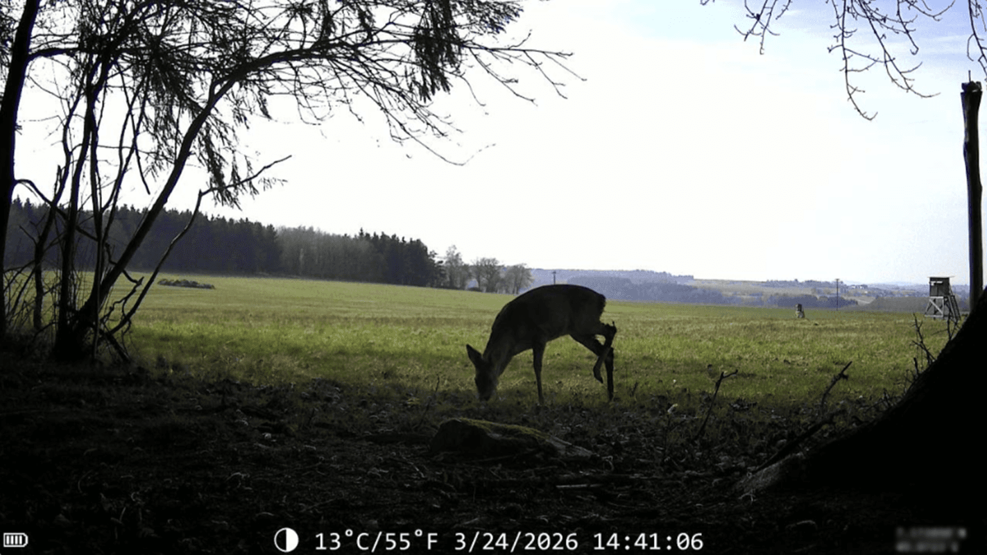 Roe deer grazing in a pasture at daytime, captured by WildCam