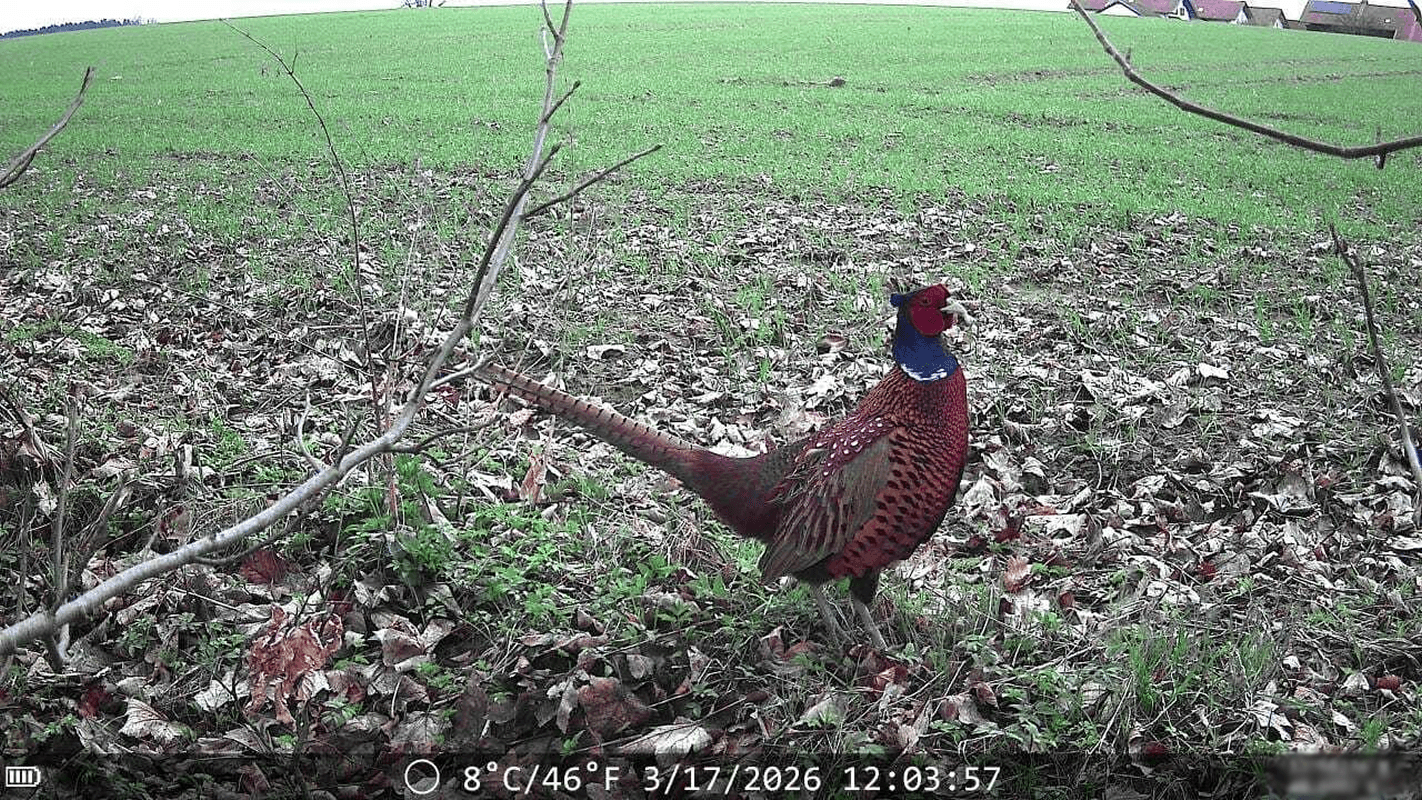Pheasant standing in a field, captured by WildCam