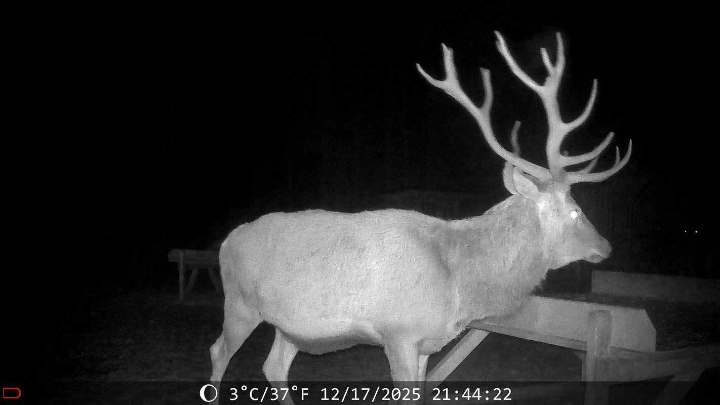 Red deer stag at night in infrared, second capture